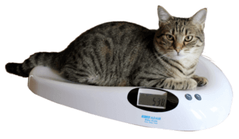Cat on MTB Veterinary Scale