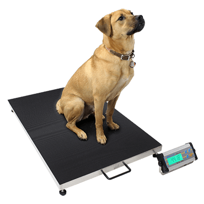Dog Weighing on Platform Scales Dog Weighing on Platform Scales